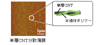 作製した単層CNT薄膜の様子と単層CNTに付着したP3HTのイメージ
